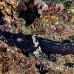 crocodilefish_flathead_pc_h_0705_png2032.jpg